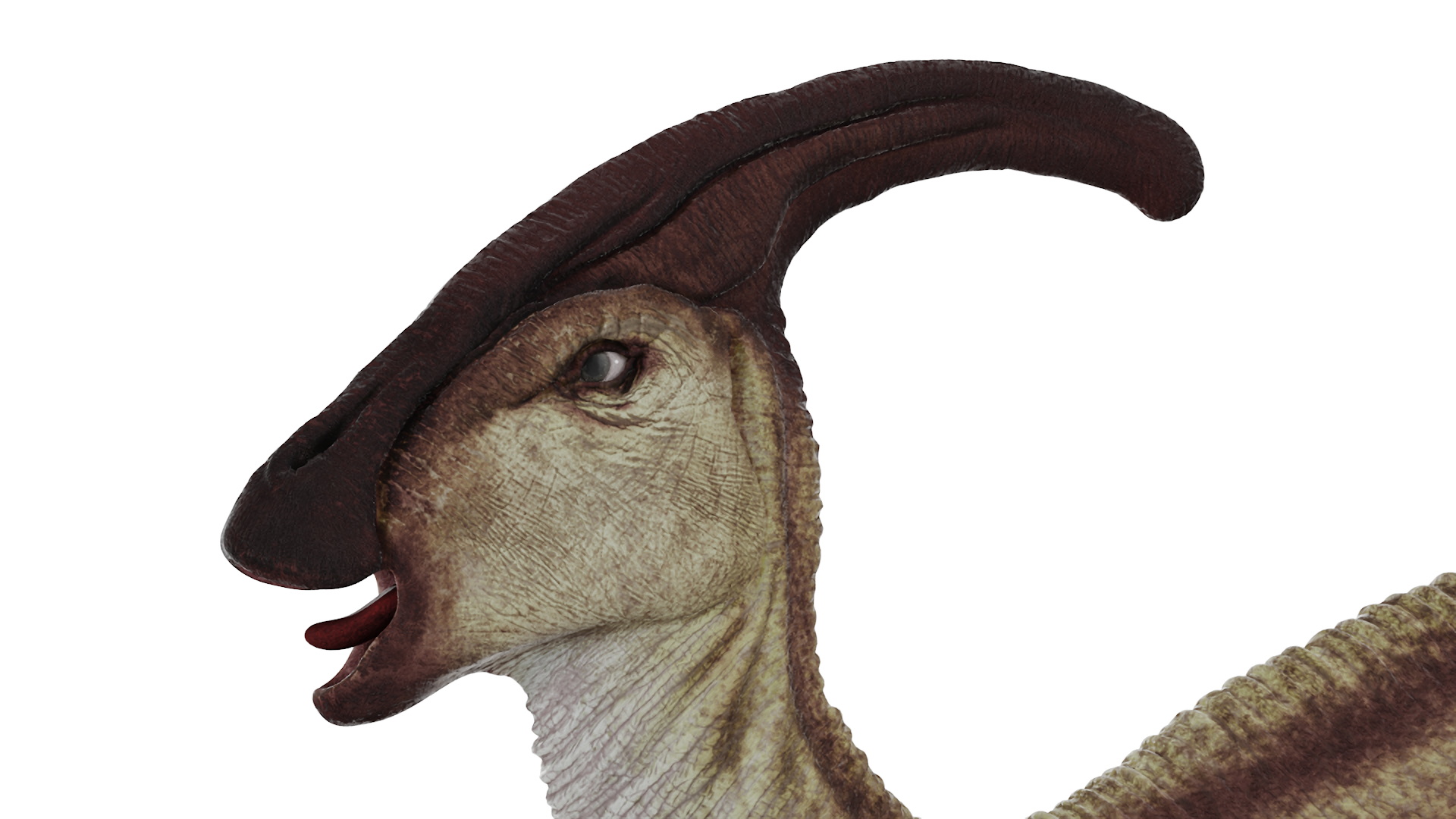 Parasaurolophus Dinosaur 3D model