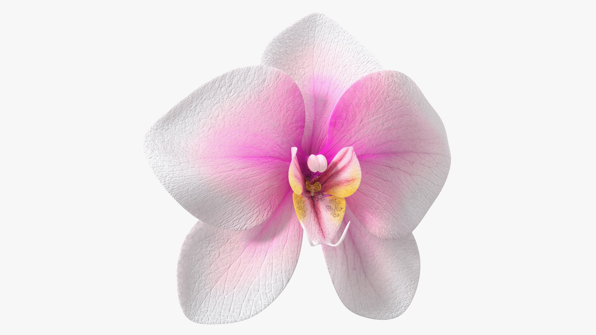 3D Orchid Flower model