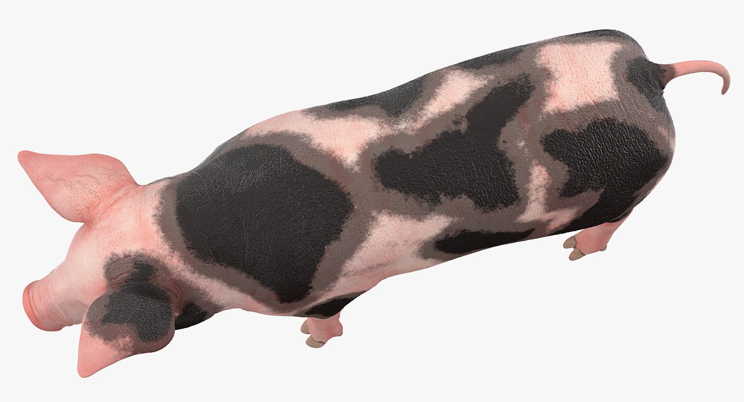 Pig Piglet Pietrain 3D model