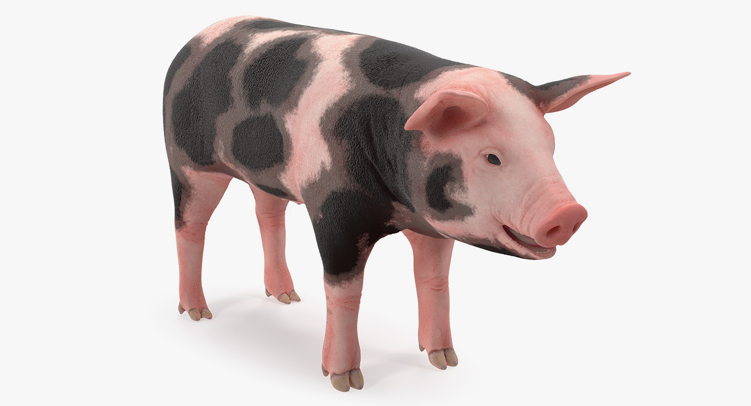 Pig Piglet Pietrain 3D model