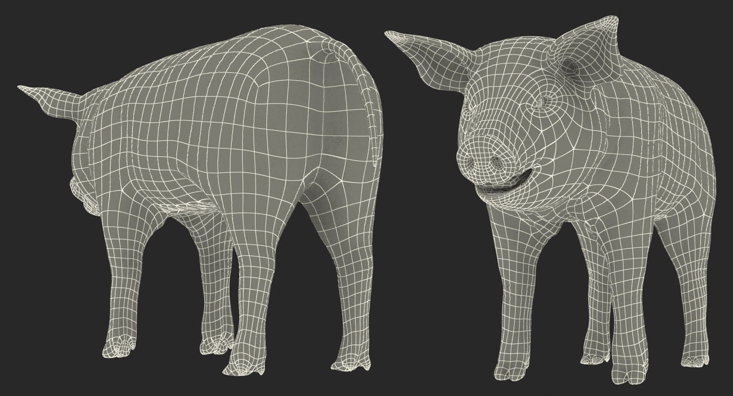 Pig Piglet Pietrain 3D model