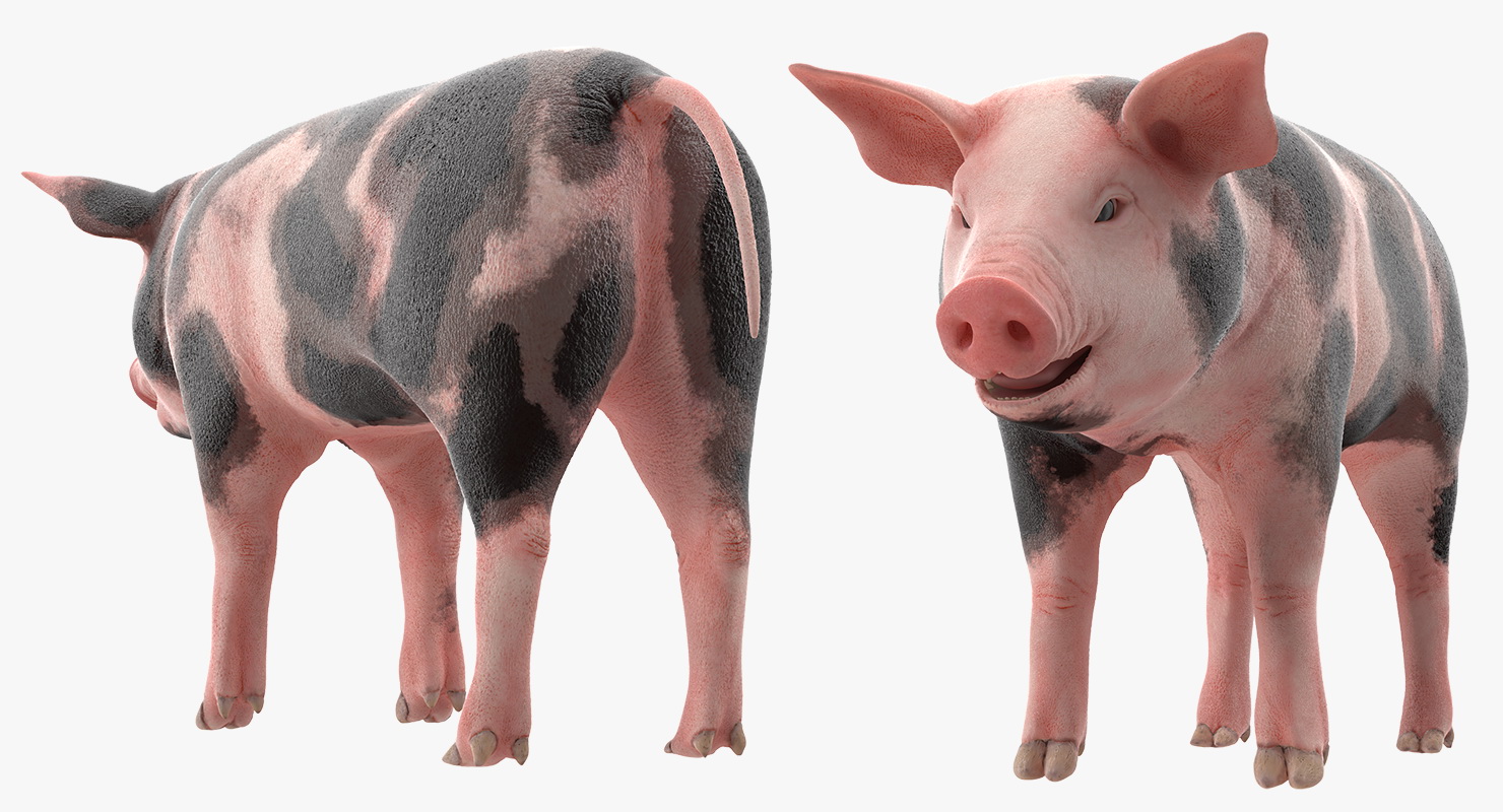 Pig Piglet Pietrain 3D model