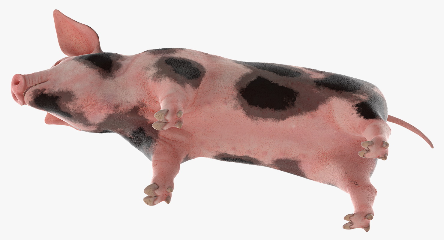 Pig Piglet Pietrain 3D model