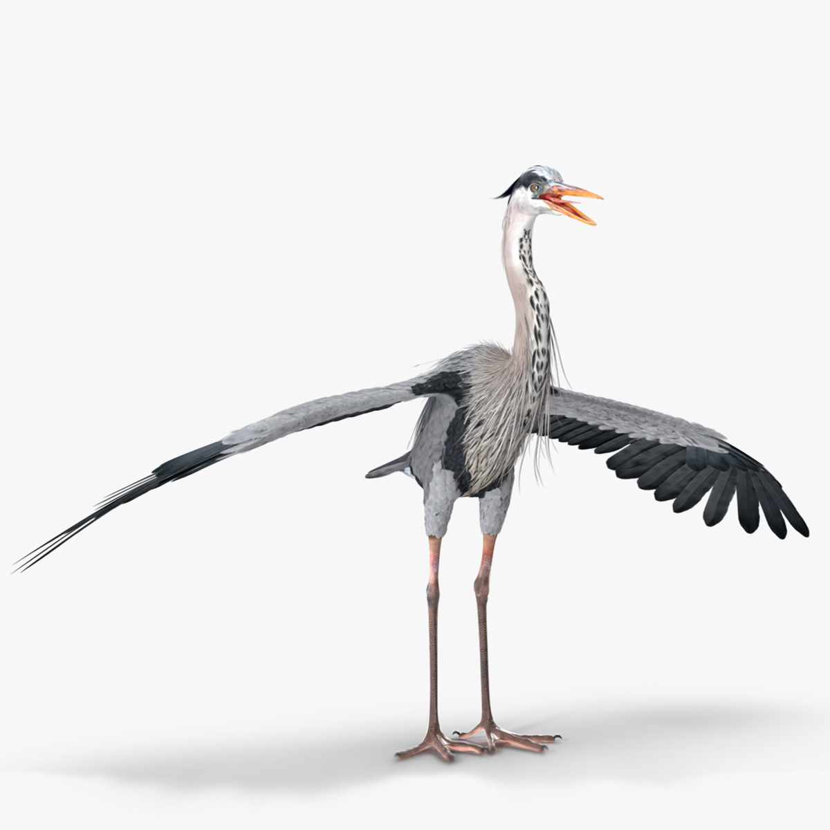 3D Grey Heron Rigged for Cinema 4D