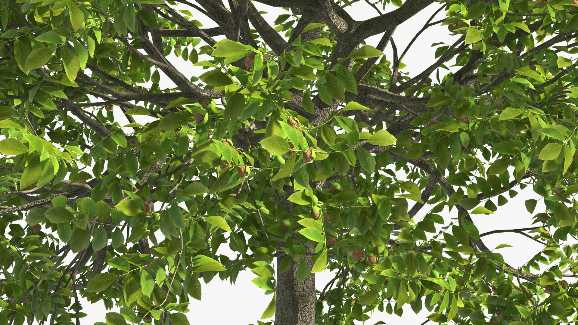 3D Walnut Tree with Ripe Nuts