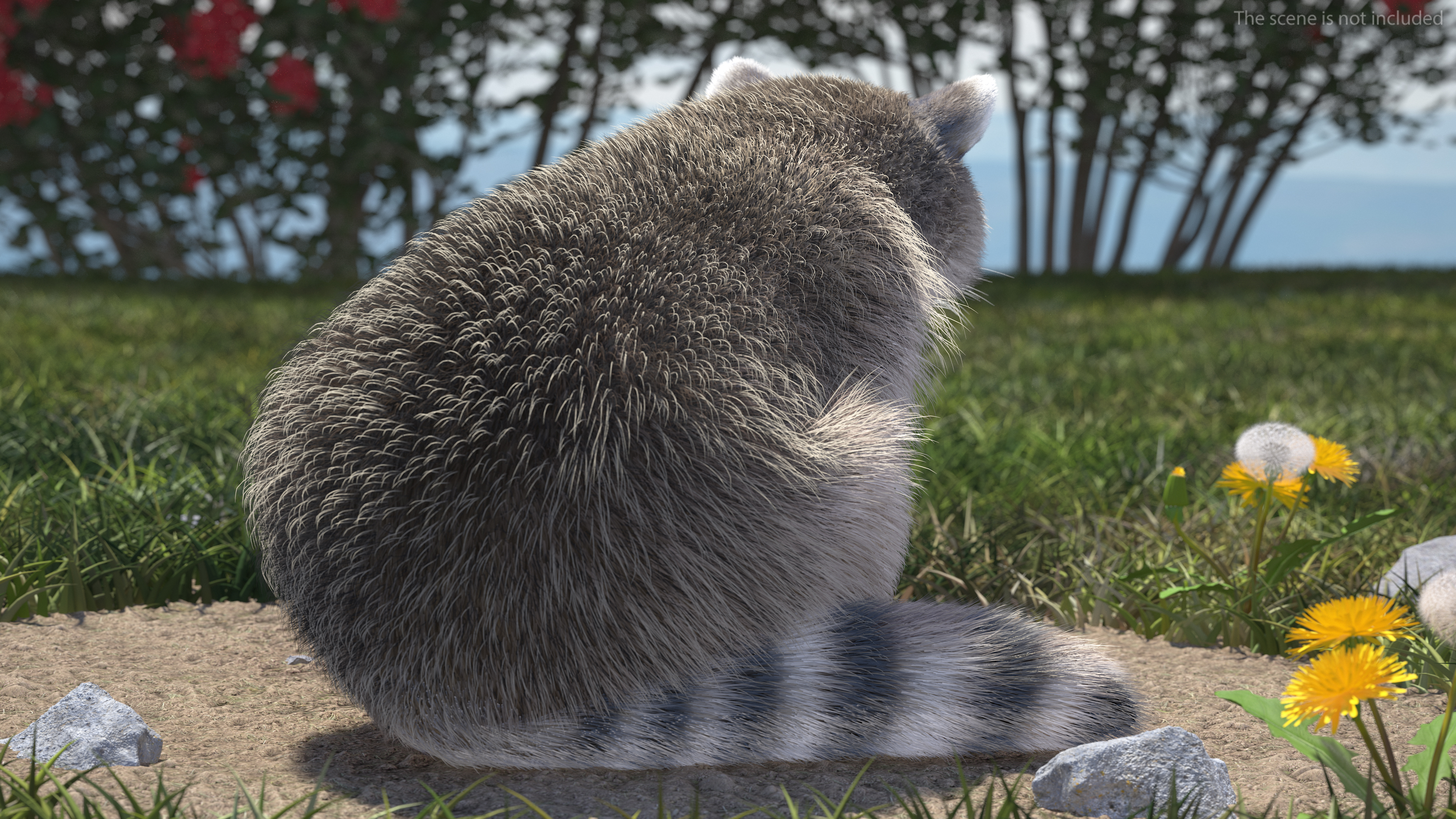 Raccoon Sitting Pose Fur 3D model