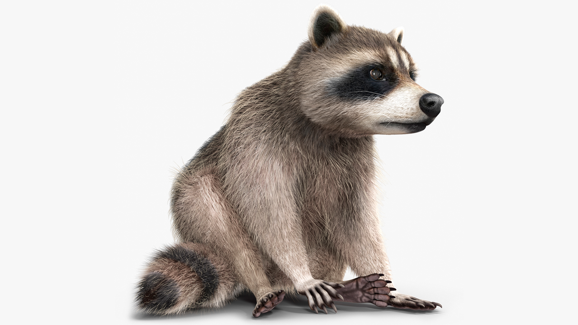 Raccoon Sitting Pose Fur 3D model