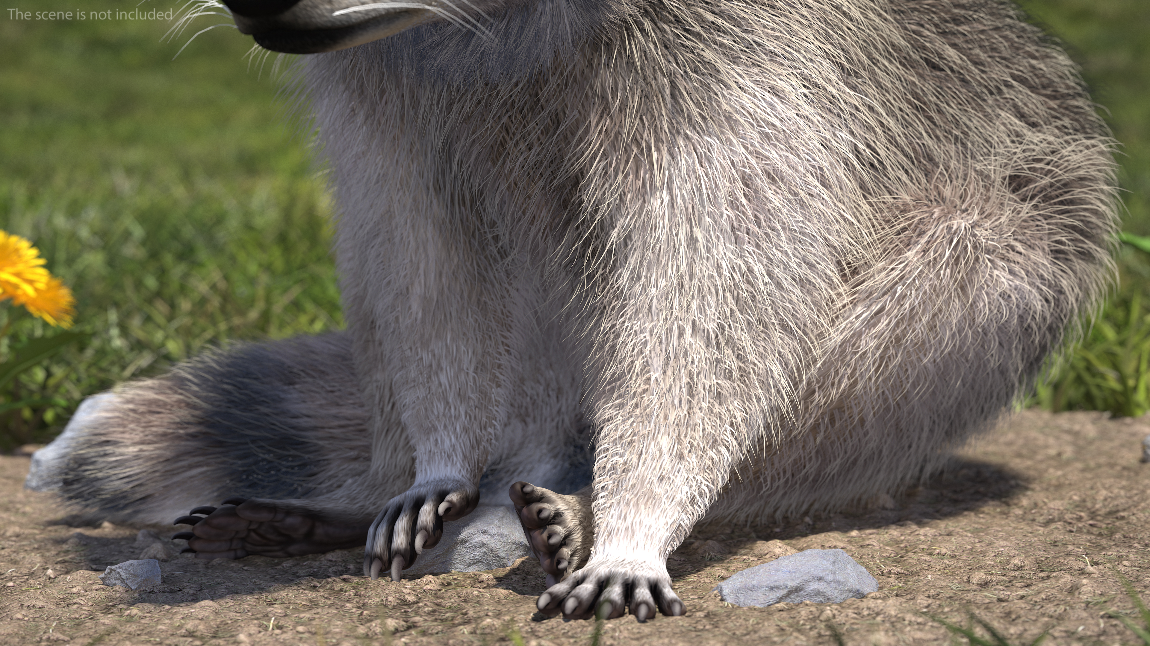 Raccoon Sitting Pose Fur 3D model