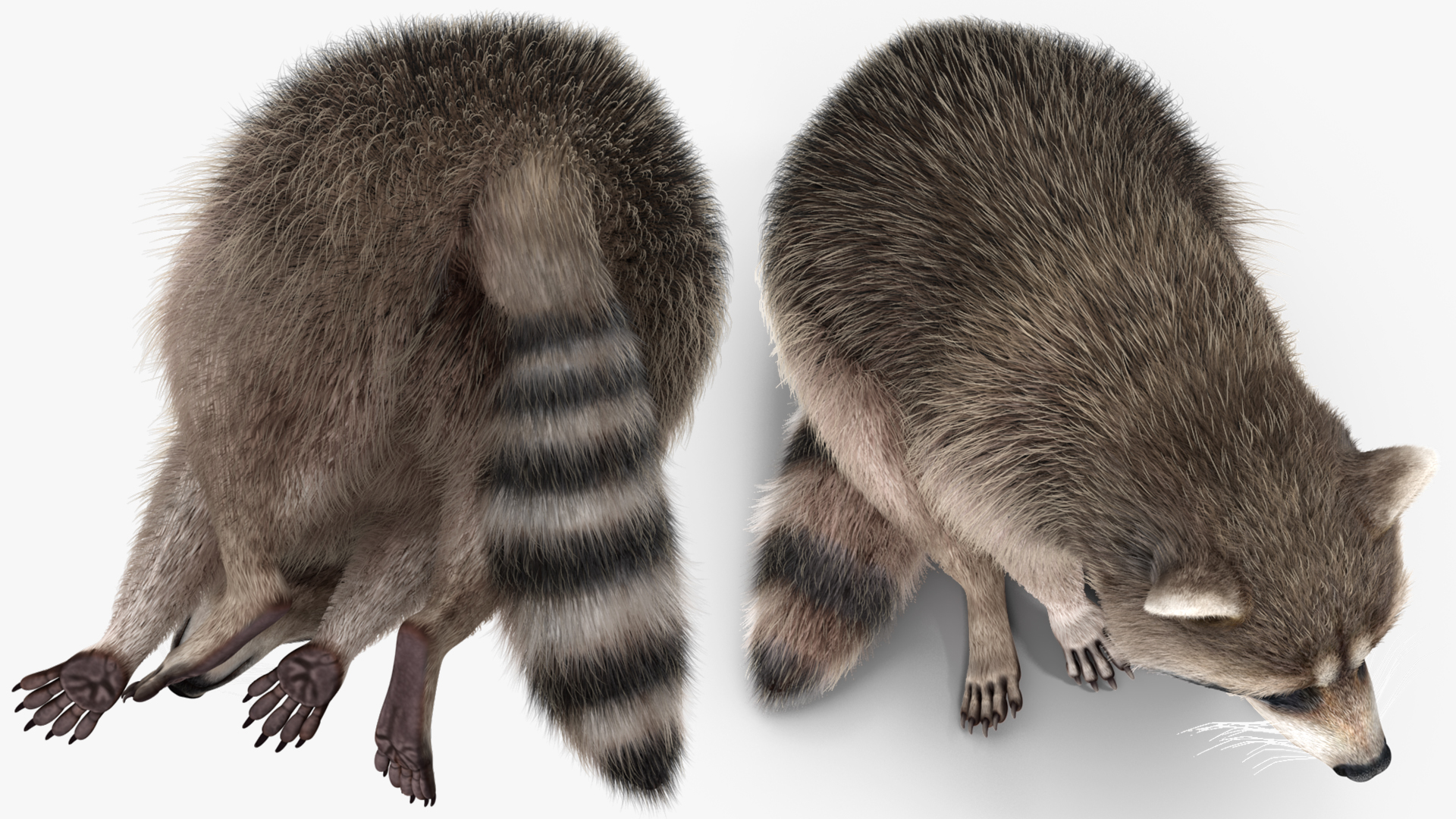 Raccoon Sitting Pose Fur 3D model