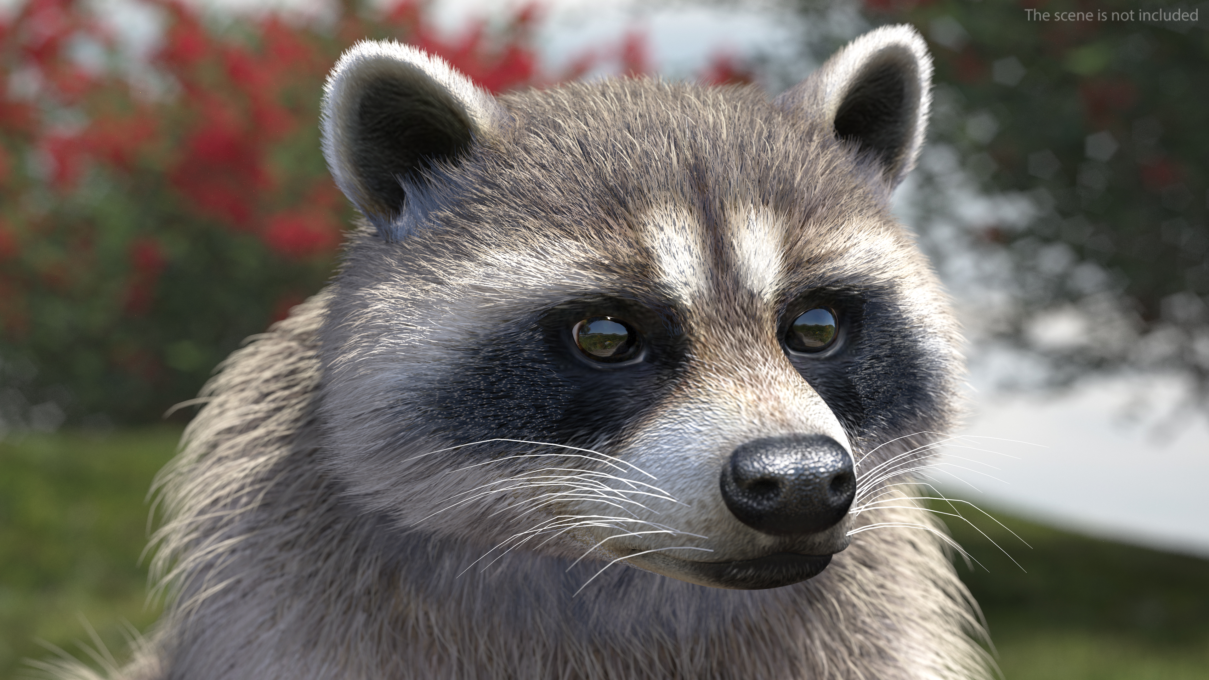 Raccoon Sitting Pose Fur 3D model