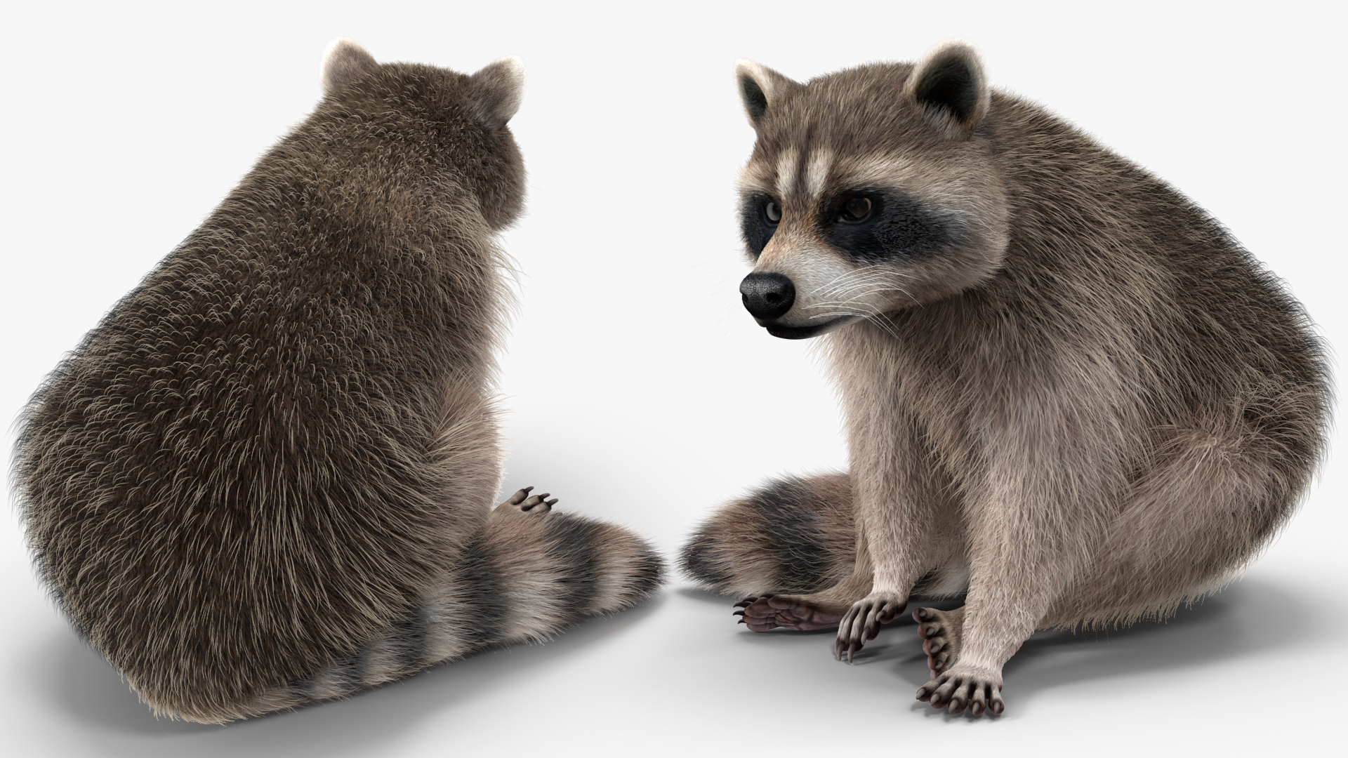 Raccoon Sitting Pose Fur 3D model