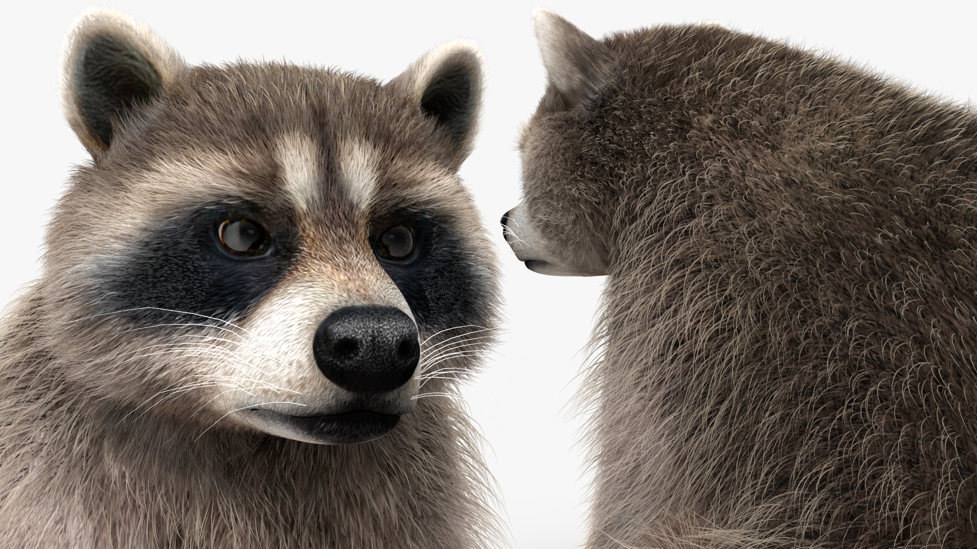 Raccoon Sitting Pose Fur 3D model