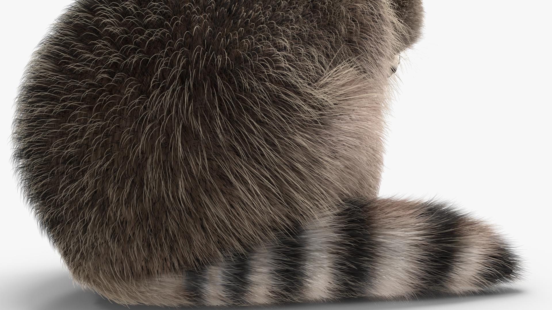 Raccoon Sitting Pose Fur 3D model