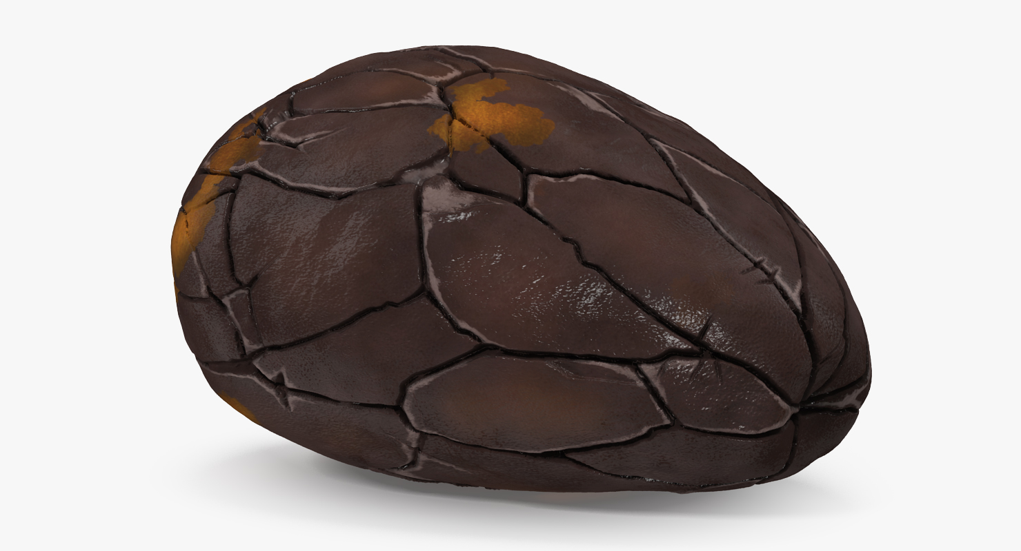 3D Peeled Roasted Cacao Cocoa Bean