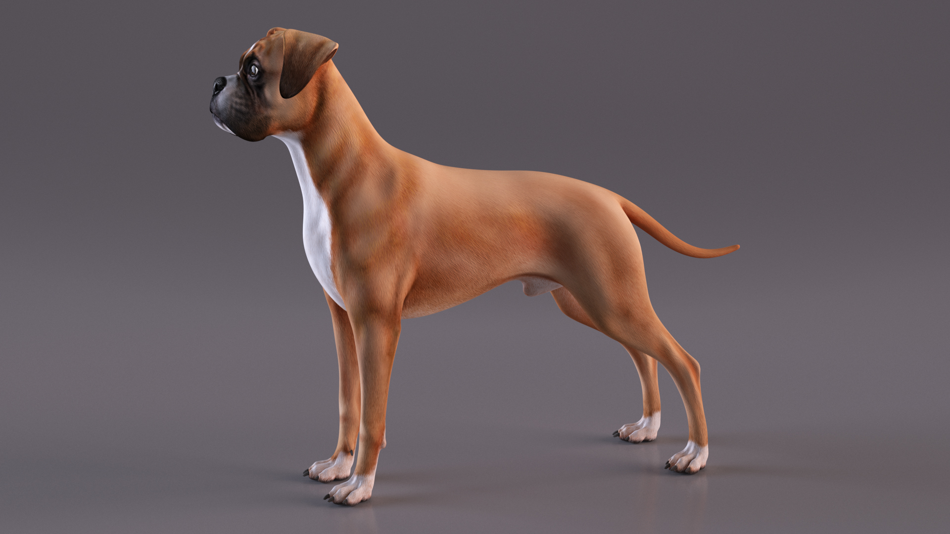 Boxer Dog for 3D Print 3D