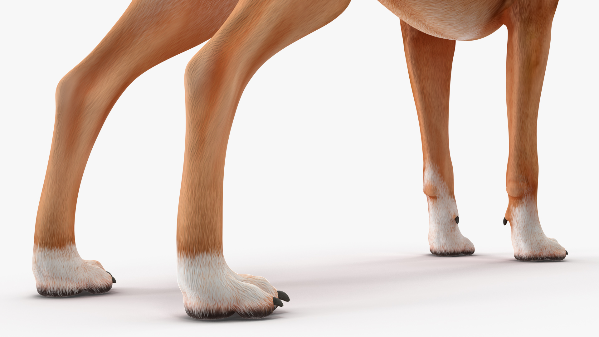 Boxer Dog for 3D Print 3D