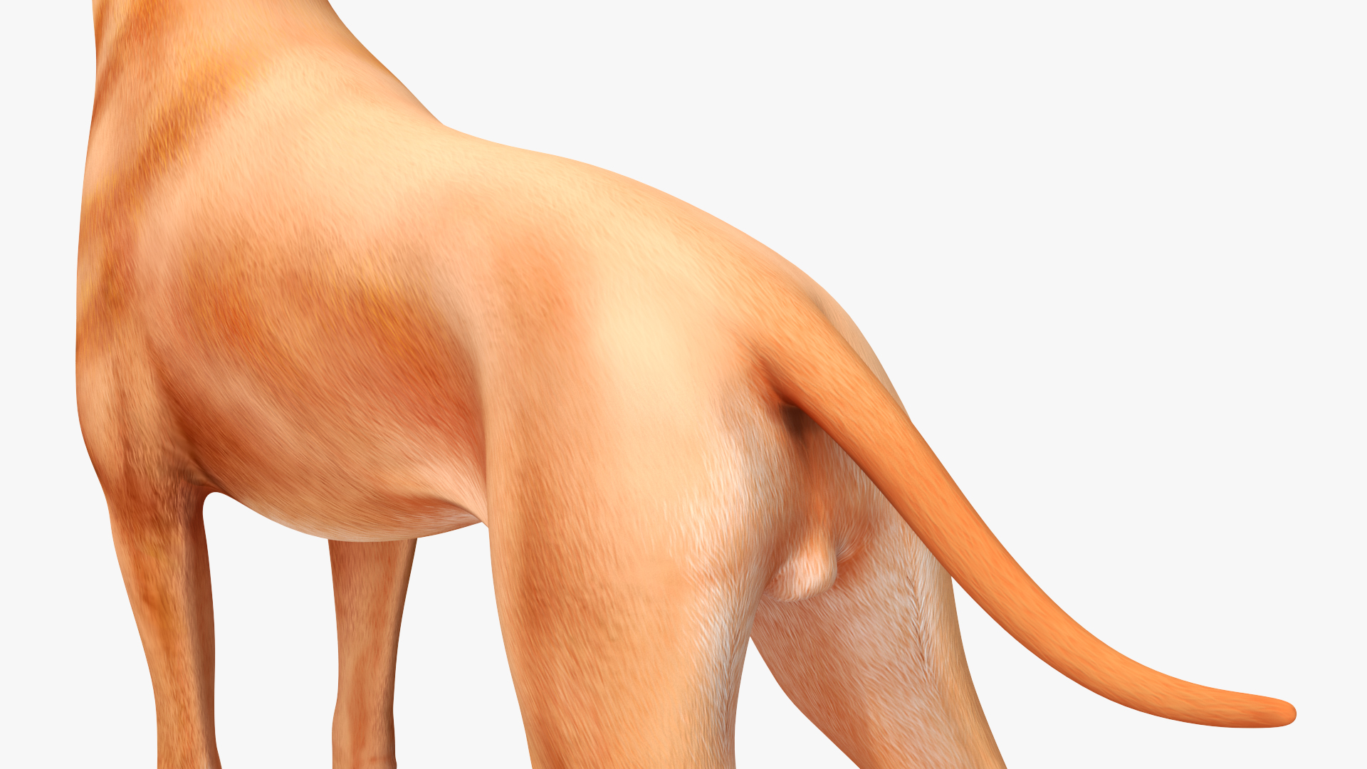 Boxer Dog for 3D Print 3D