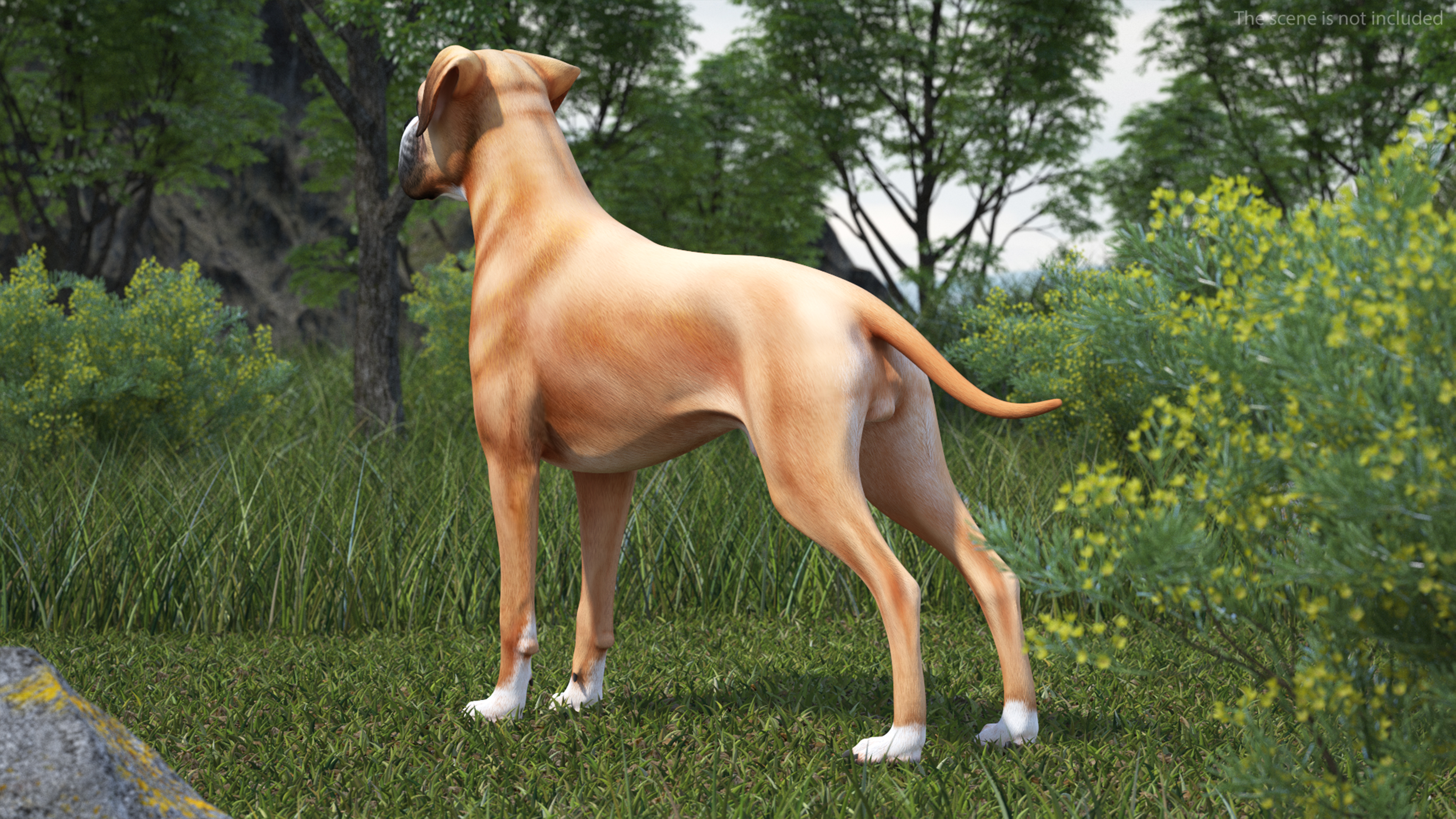 Boxer Dog for 3D Print 3D