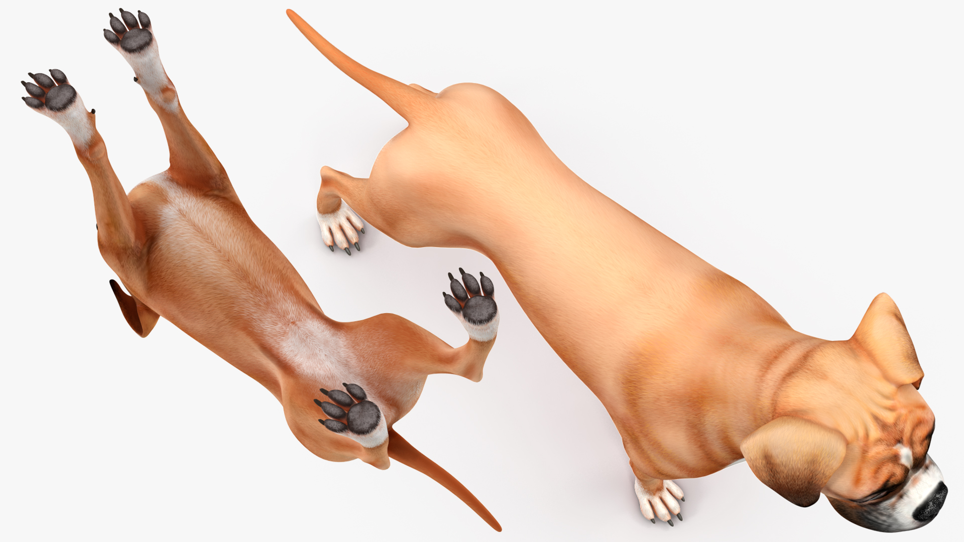 Boxer Dog for 3D Print 3D