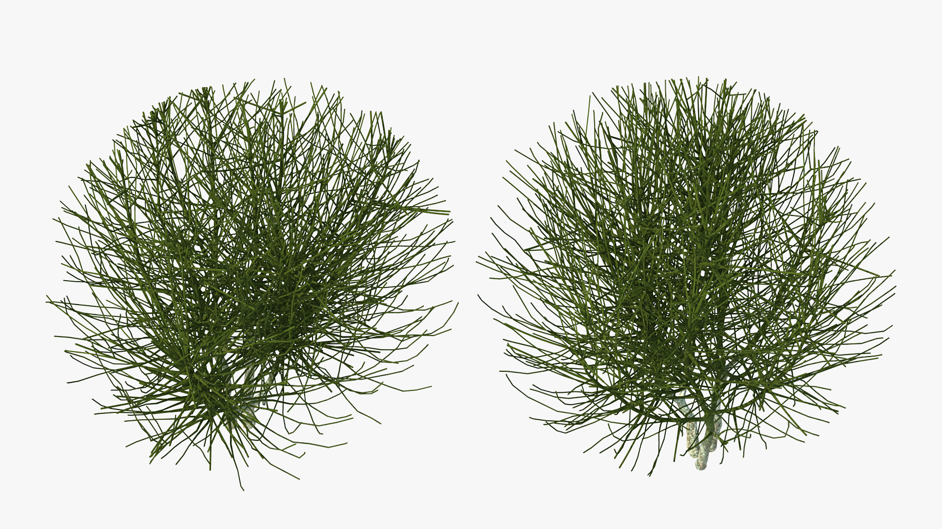 3D model Bare Shrub