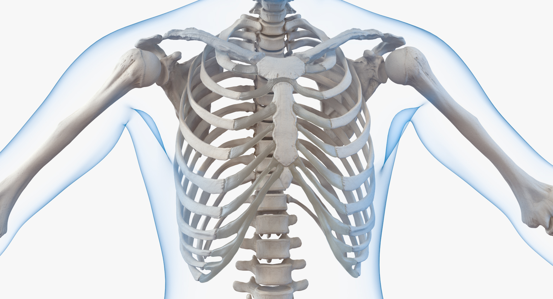 3D model Male Body with Skeleton Rigged