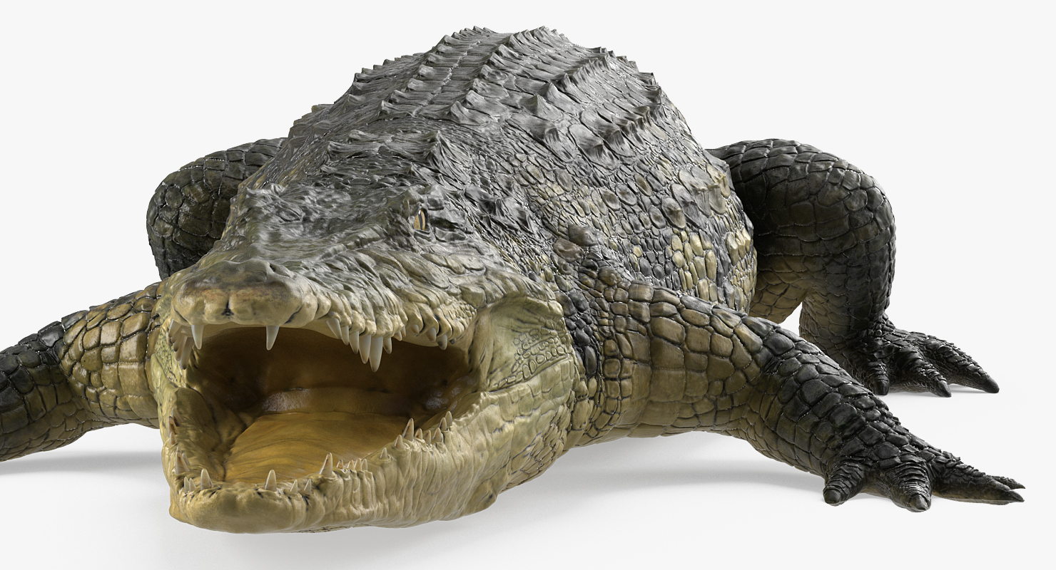 Crocodile 3D model