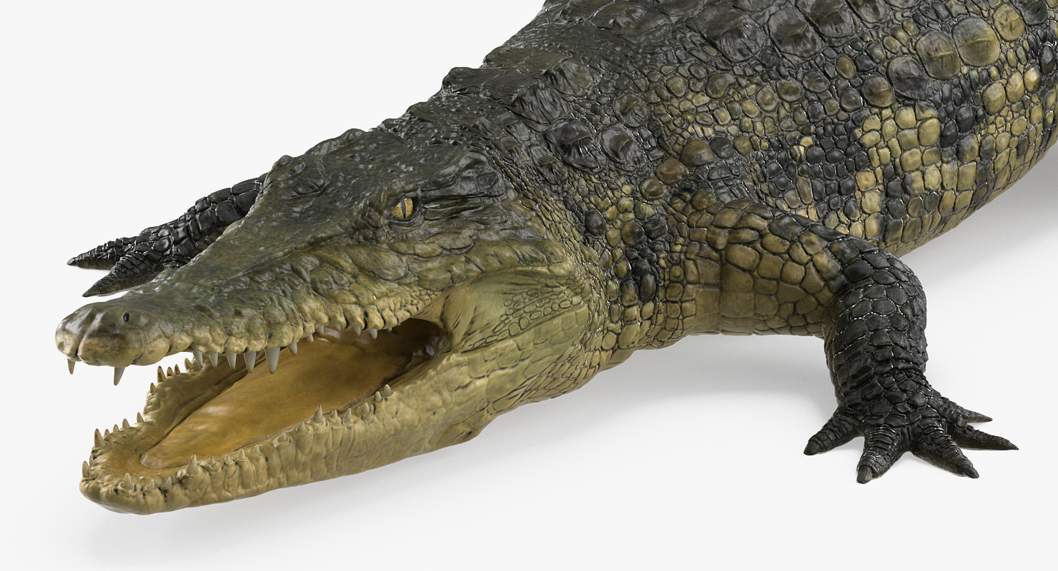 Crocodile 3D model