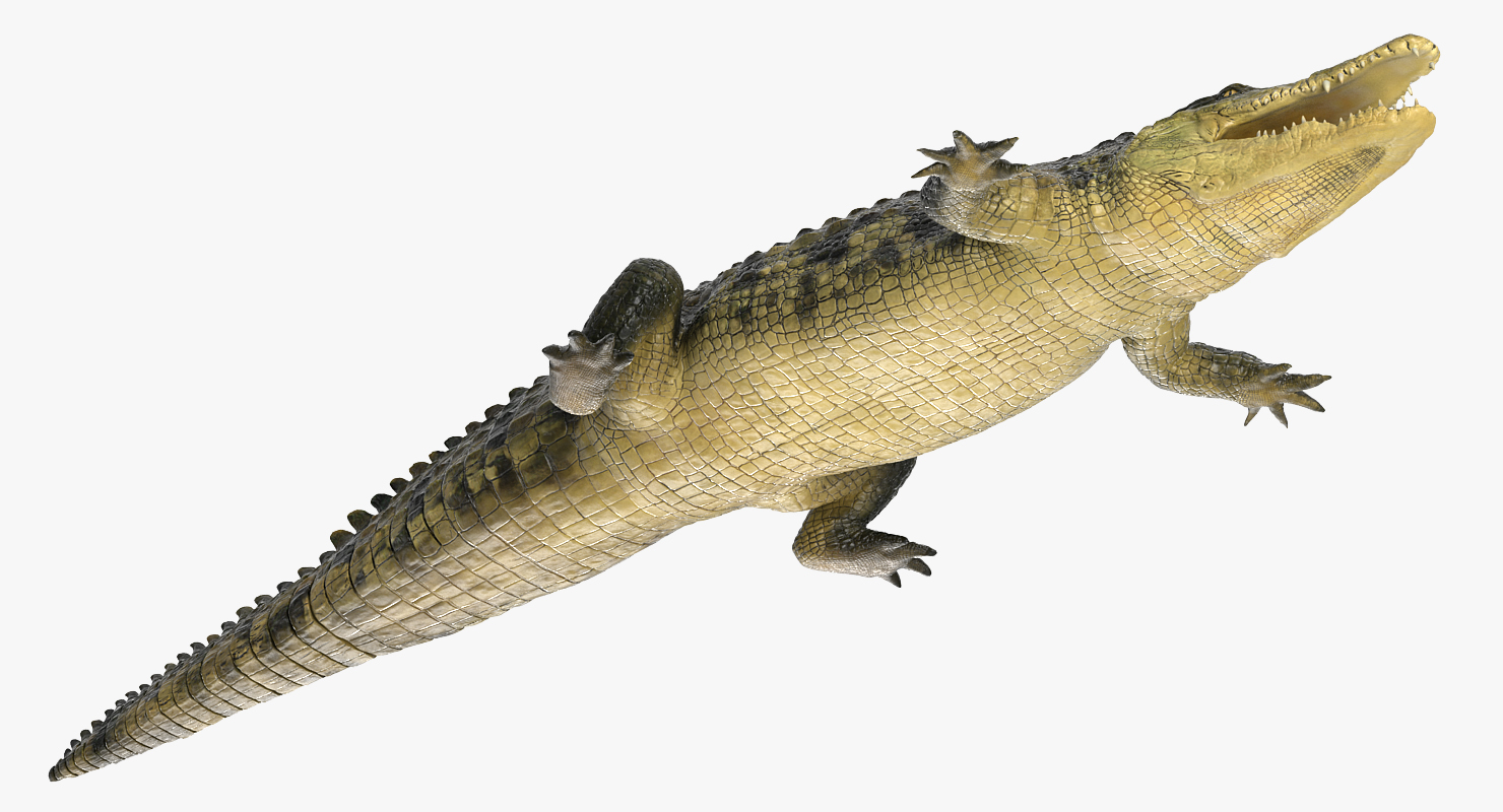 Crocodile 3D model