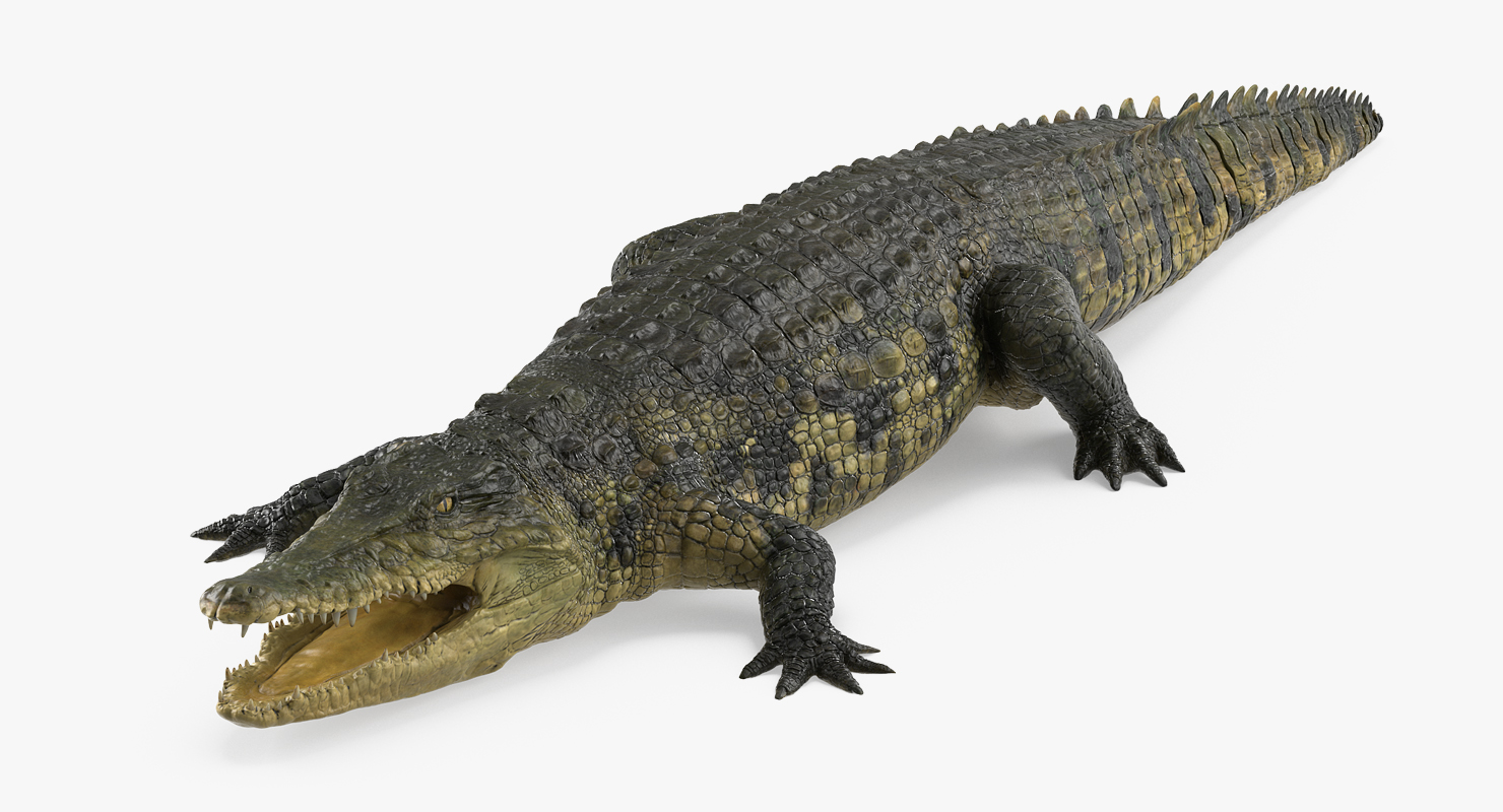 Crocodile 3D model