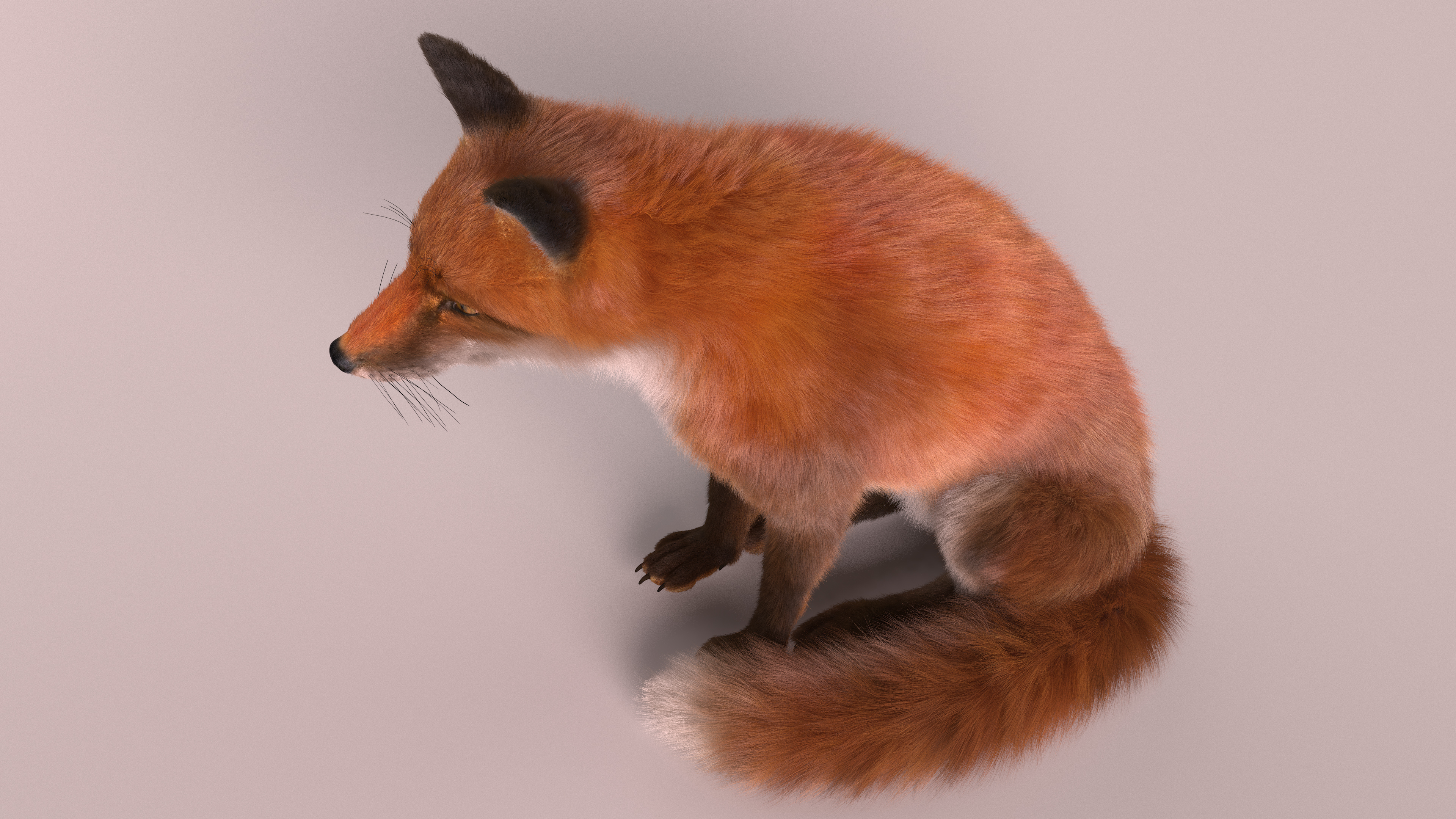 European Fox Sitting Pose Fur 3D model