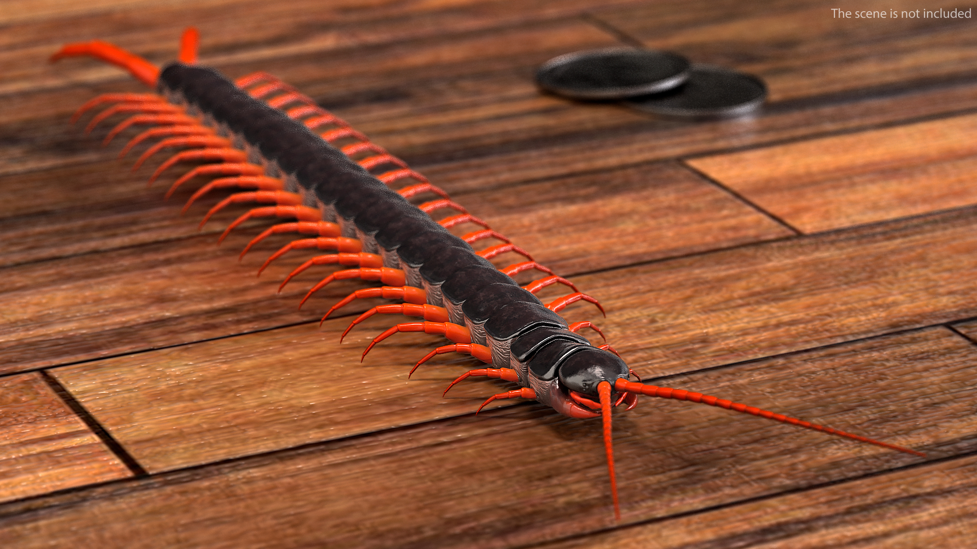 3D Scolopendra Subspinipes model