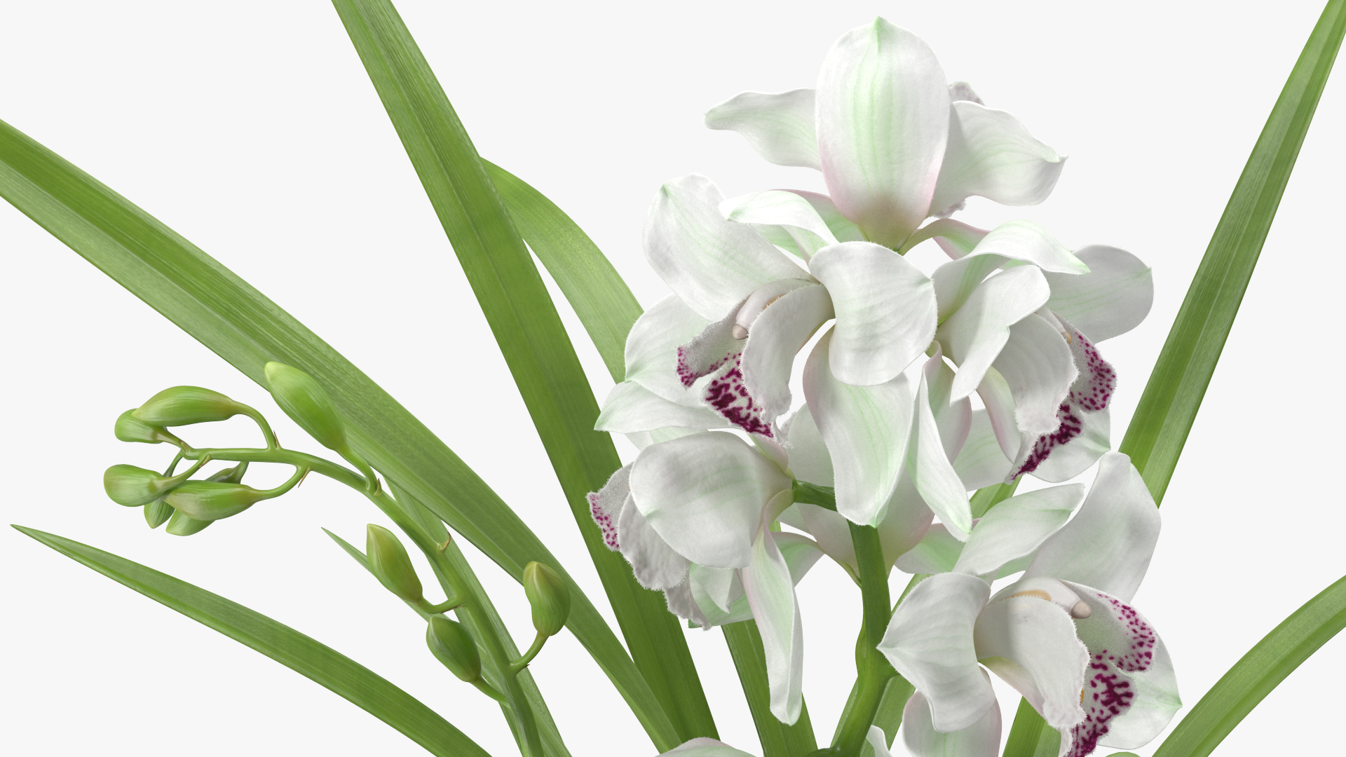 Orchid Pot Flower White Fur 3D