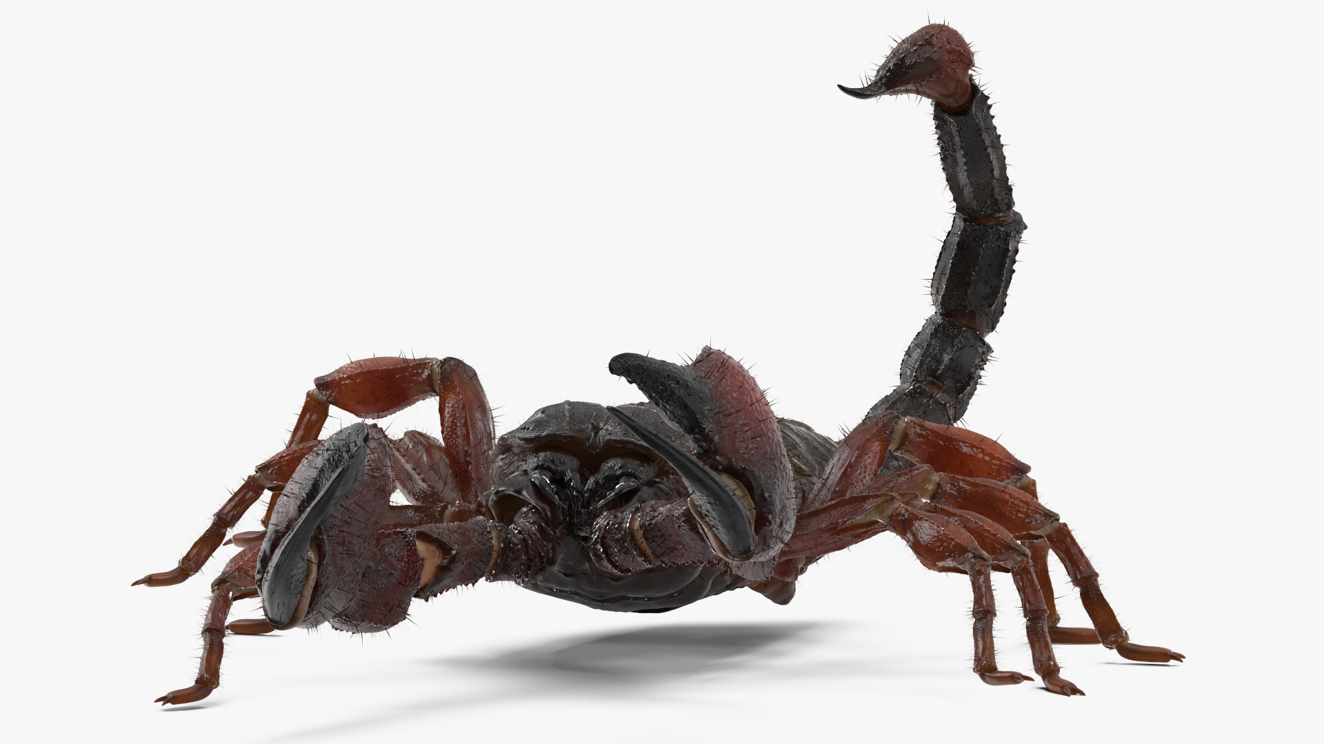 Realistic Scorpion Fur Rigged 3D model