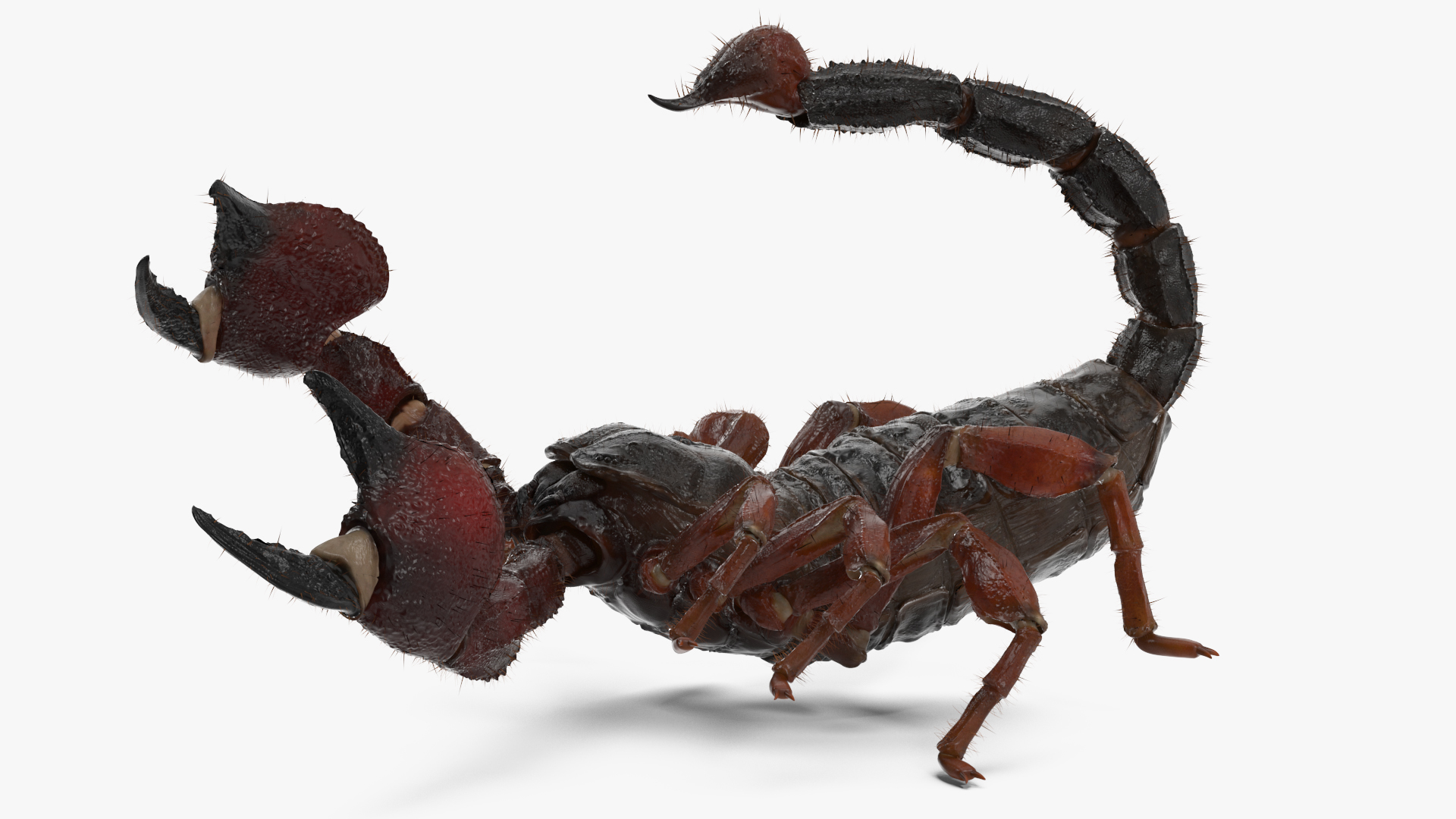 Realistic Scorpion Fur Rigged 3D model