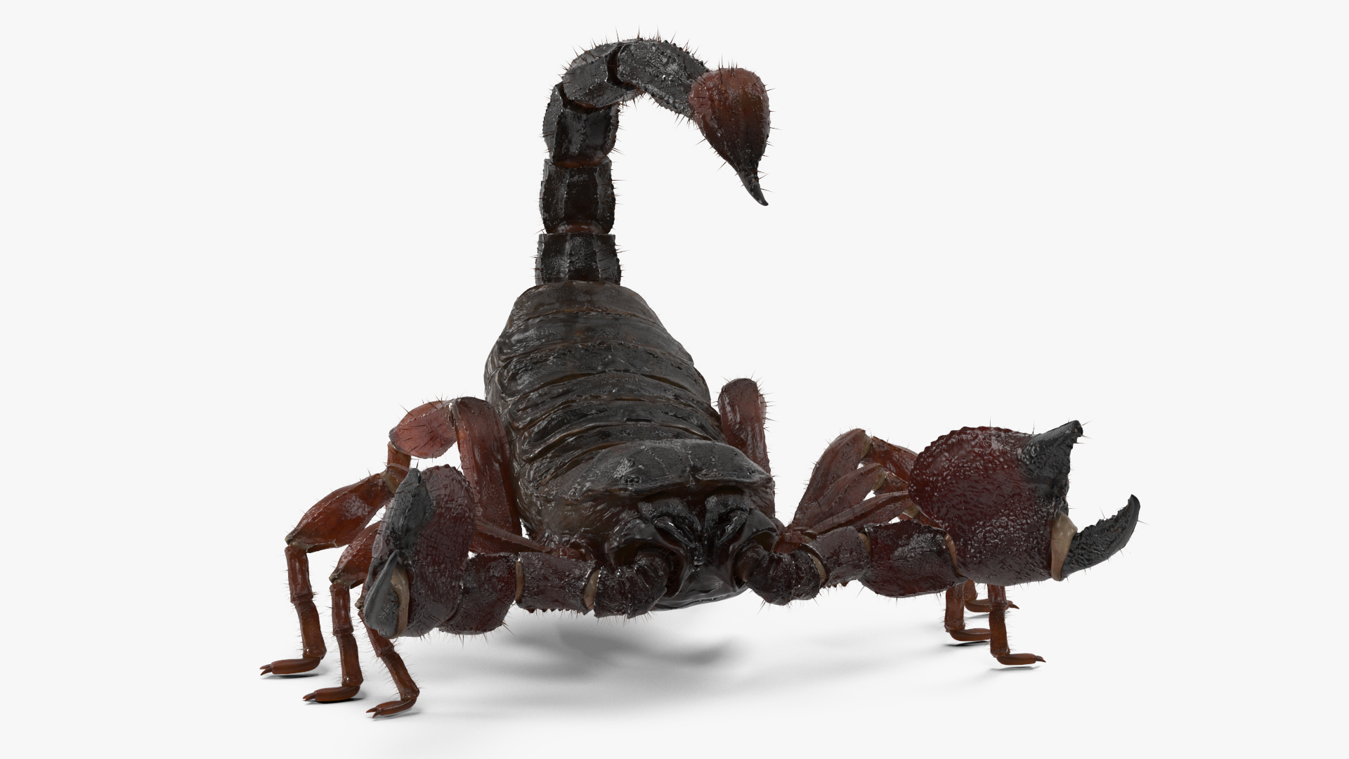 Realistic Scorpion Fur Rigged 3D model