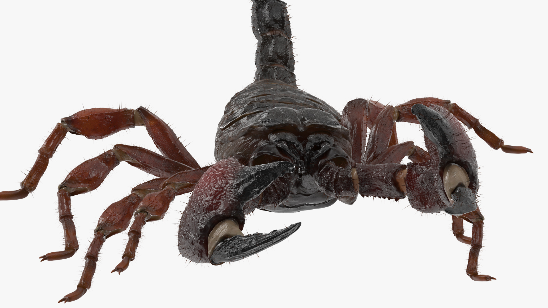 Realistic Scorpion Fur Rigged 3D model