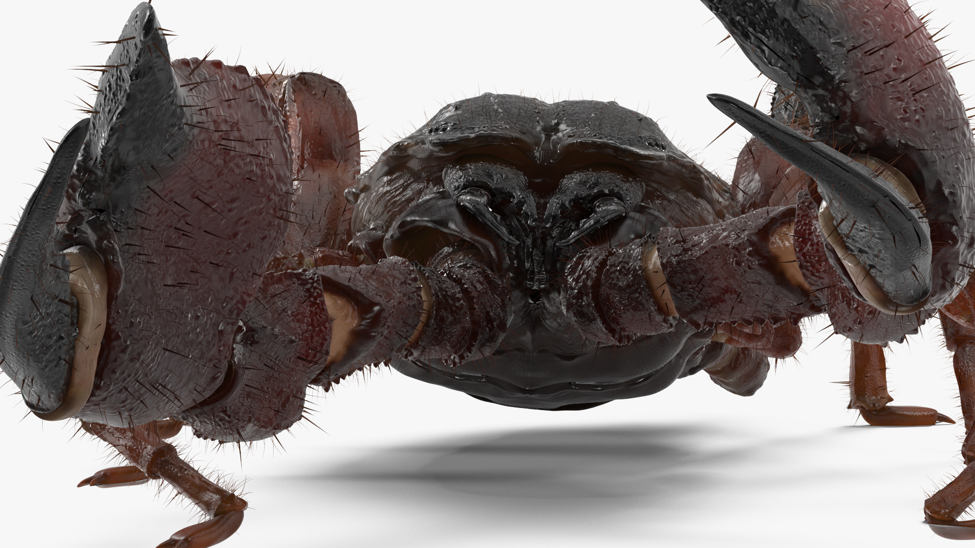 Realistic Scorpion Fur Rigged 3D model