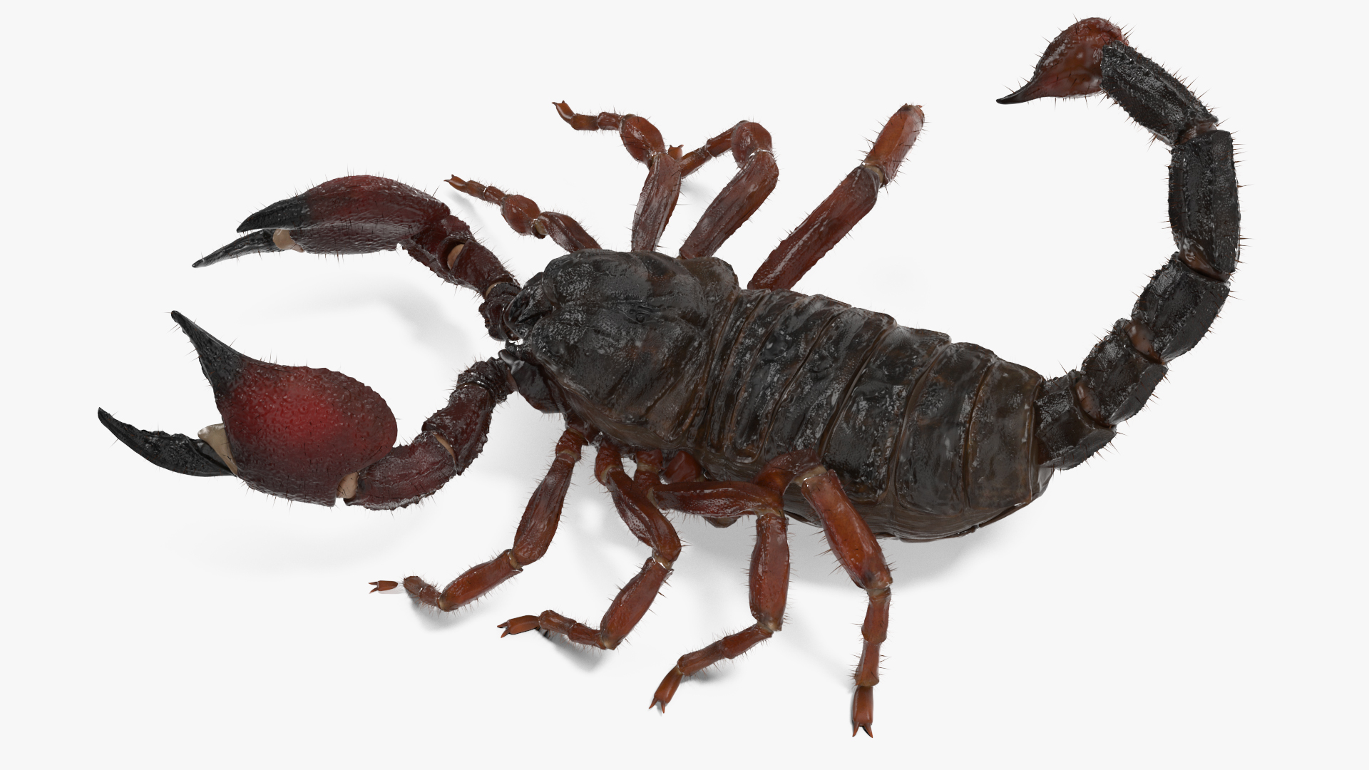 Realistic Scorpion Fur Rigged 3D model