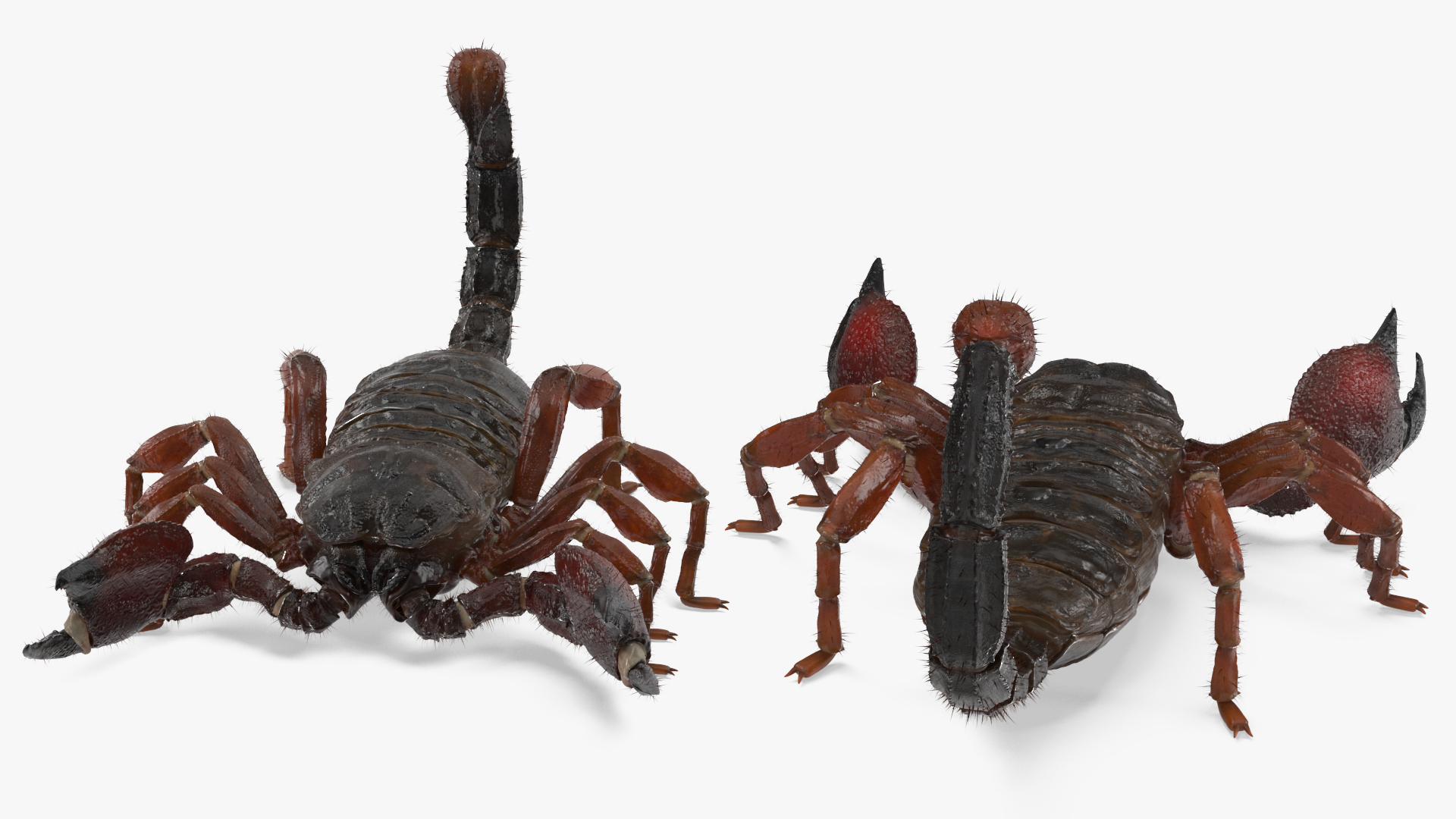 Realistic Scorpion Fur Rigged 3D model