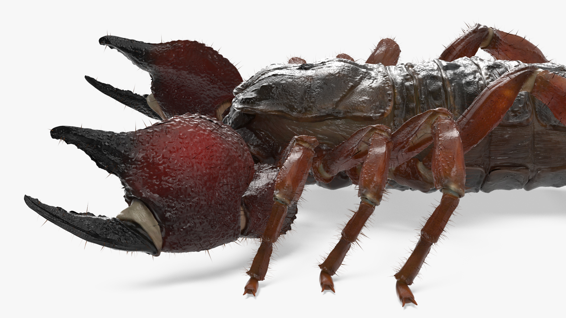 Realistic Scorpion Fur Rigged 3D model