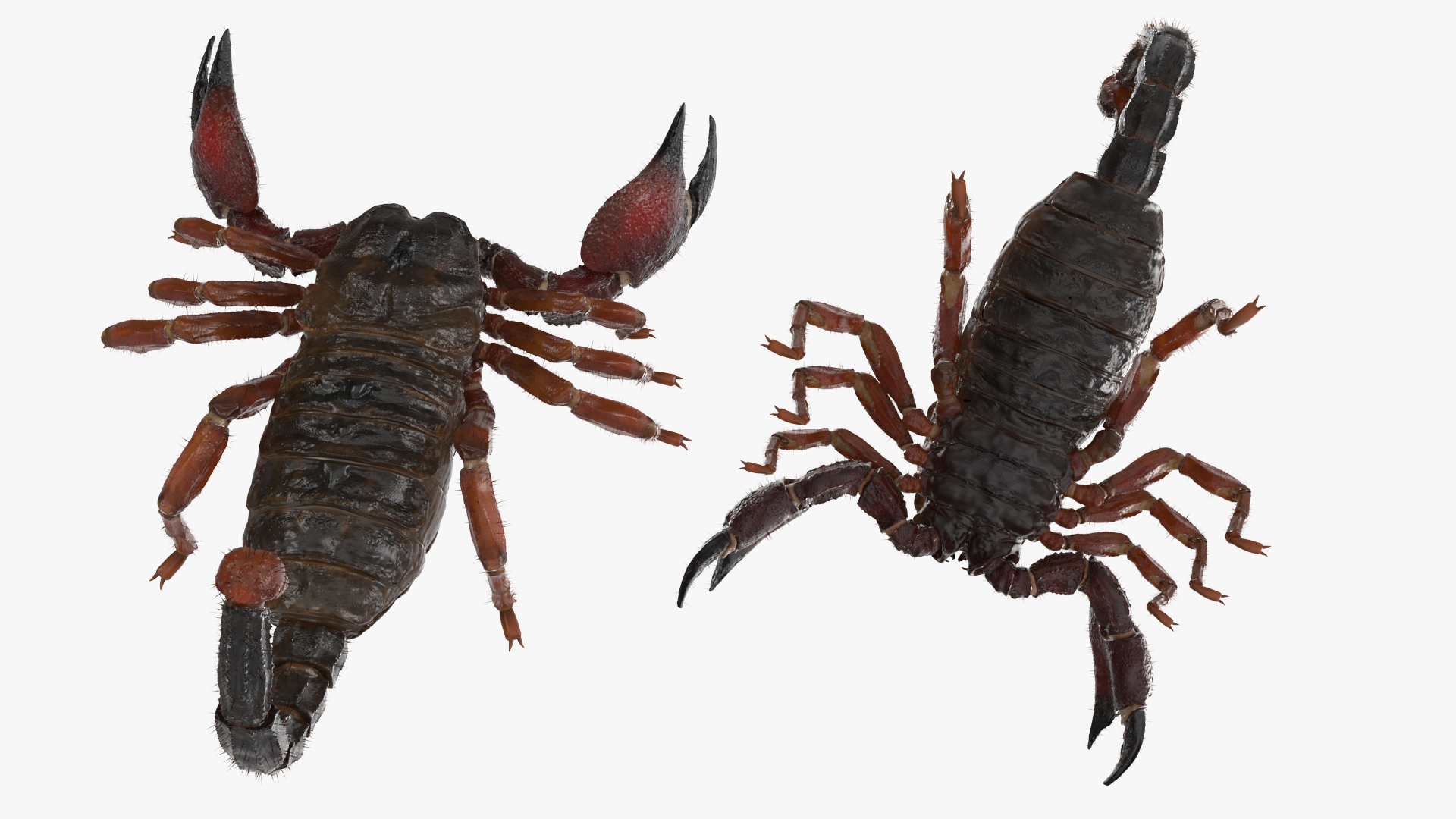 Realistic Scorpion Fur Rigged 3D model