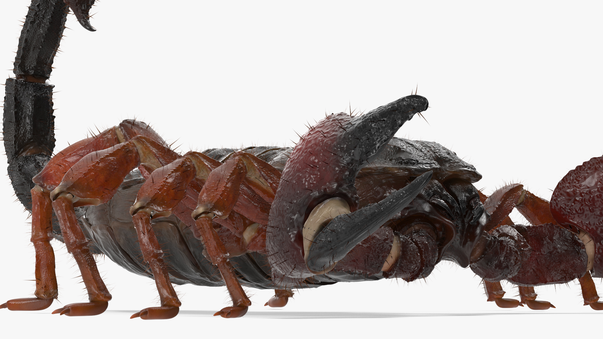 Realistic Scorpion Fur Rigged 3D model