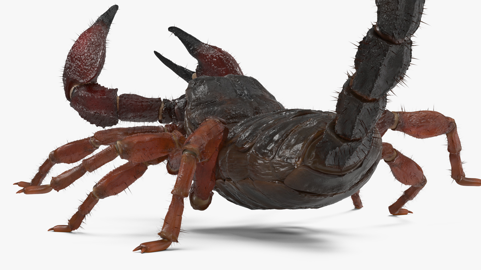 Realistic Scorpion Fur Rigged 3D model