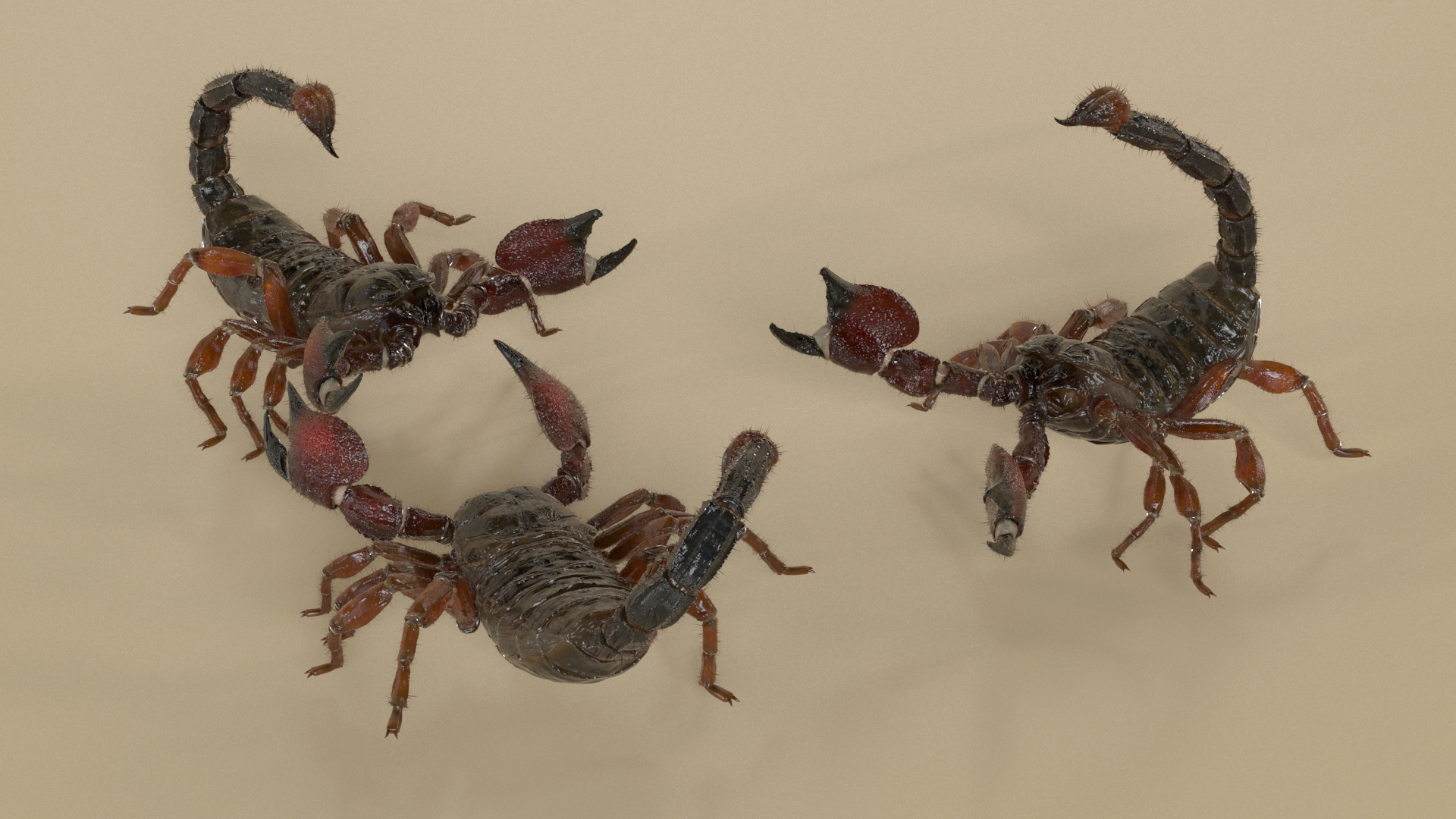 Realistic Scorpion Fur Rigged 3D model