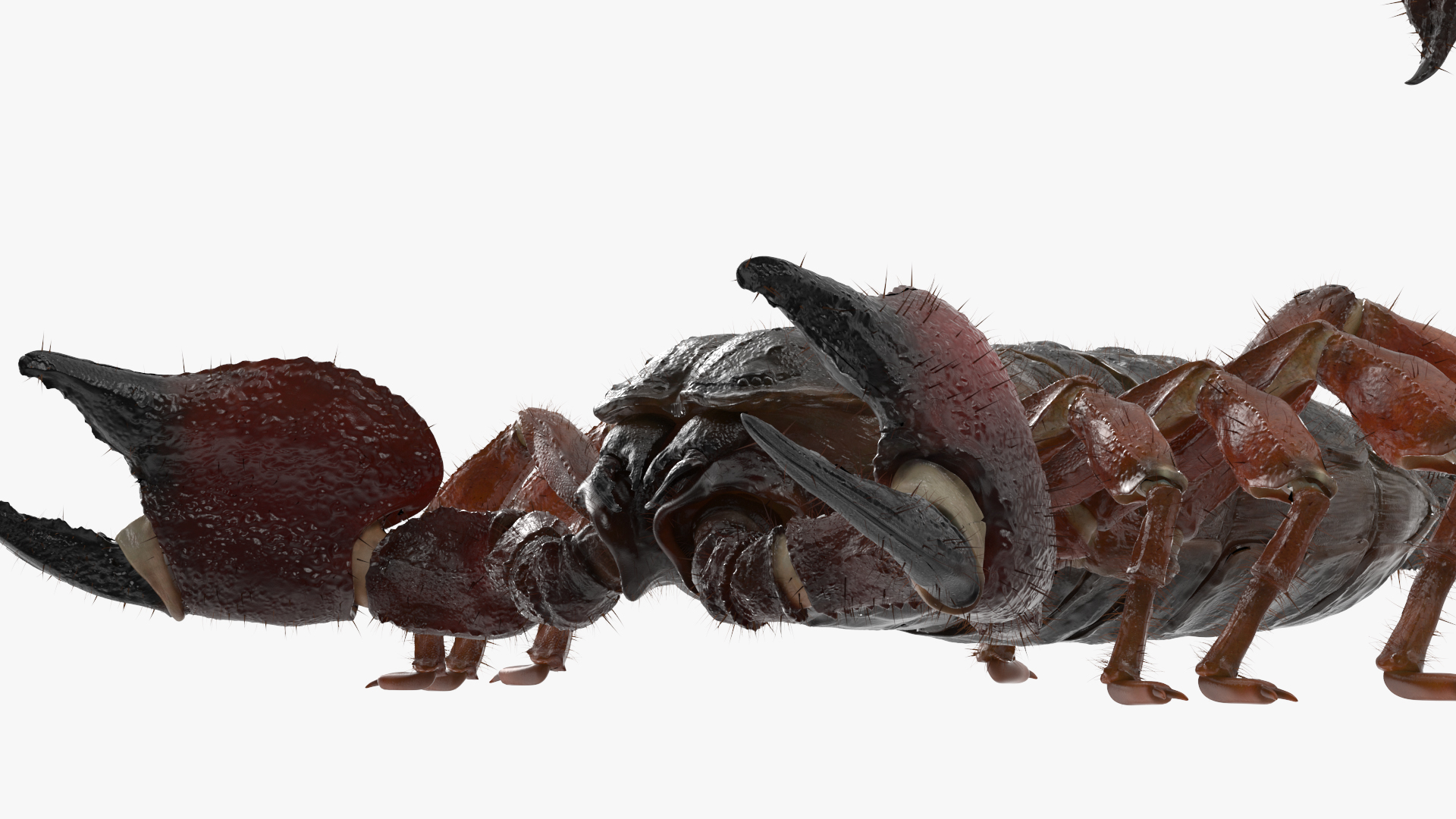 Realistic Scorpion Fur Rigged 3D model