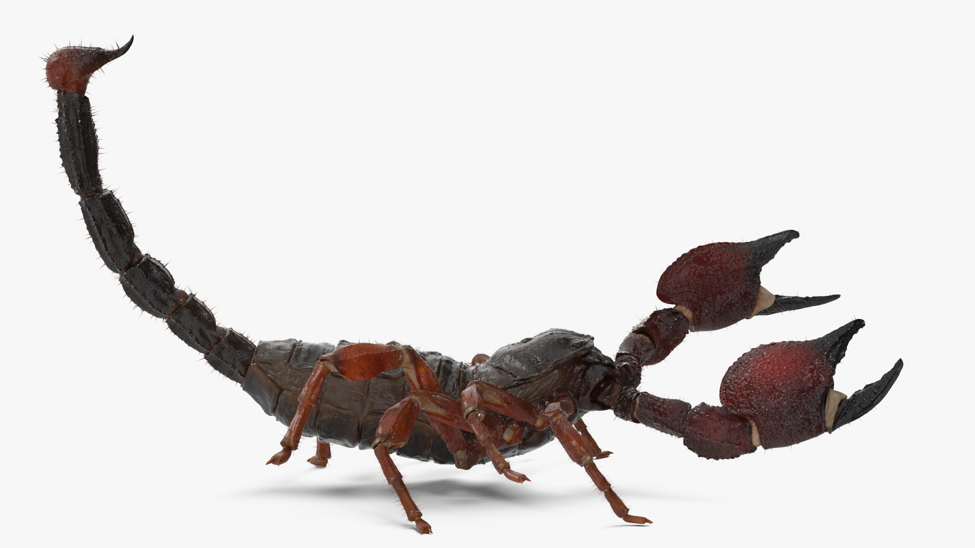 Realistic Scorpion Fur Rigged 3D model