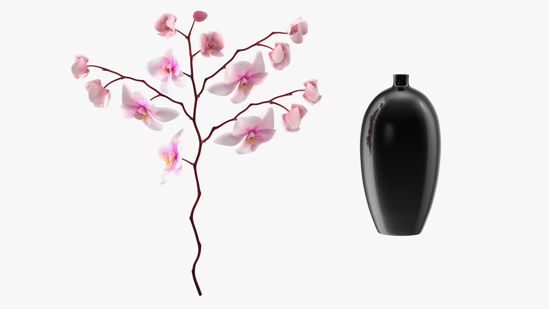 3D model Black Vase with Phalaenopsis Orchid