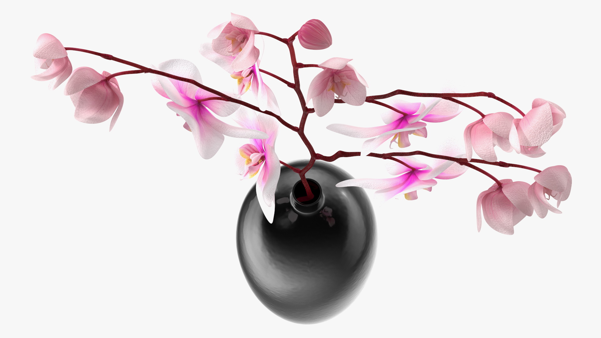 3D model Black Vase with Phalaenopsis Orchid