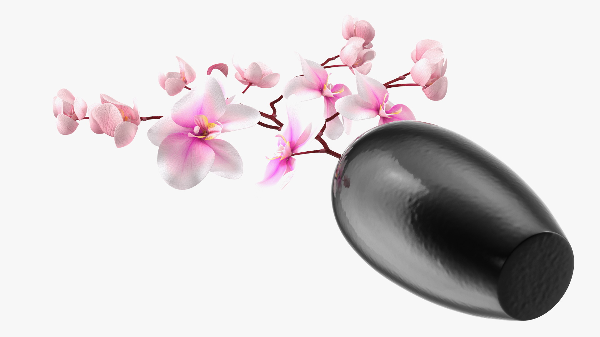 3D model Black Vase with Phalaenopsis Orchid