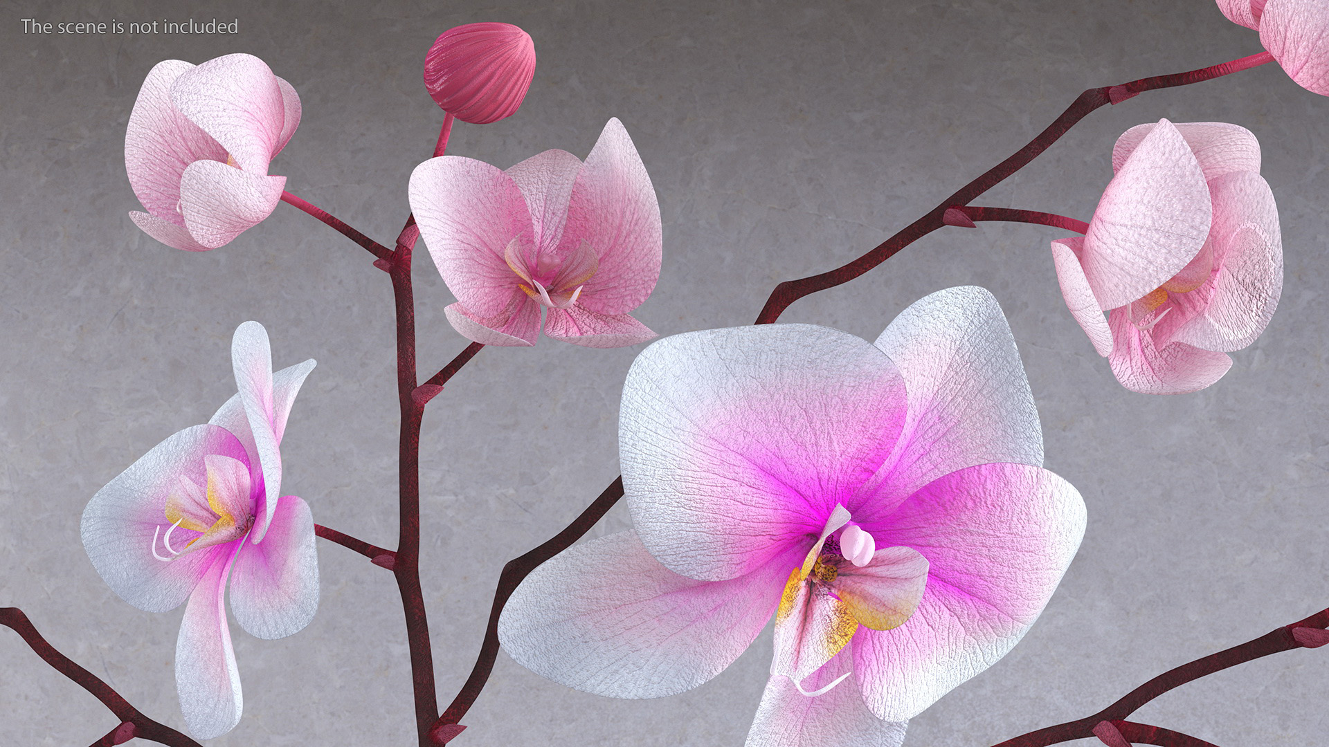 3D model Black Vase with Phalaenopsis Orchid